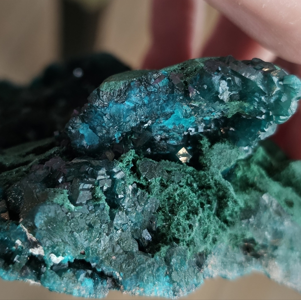 RARE Quality Large Dioptase W/ Malachite And A Bit Of Shattuckite! Stunning! - Picture 7 of 10